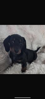 Te koop kortharige dwergteckel, Dieren en Toebehoren, Reu, CDV (hondenziekte), 8 tot 15 weken, Eén hond