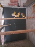 4    mooie    kanaries, Dieren en Toebehoren, Vogels | Kanaries, Meerdere dieren, Zangkanarie