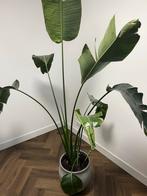 Kamerplant Strelitzia inclusief pot, Huis en Inrichting, Kamerplanten, Ophalen, Halfschaduw, 150 tot 200 cm