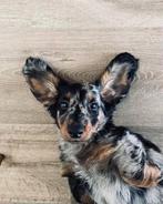 Dek reu teckel ( niet te koop!!), Dieren en Toebehoren, België, Particulier, Reu, 1 tot 2 jaar