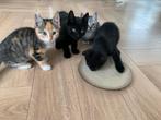 Kittens te koop, Dieren en Toebehoren, Katten en Kittens | Overige Katten