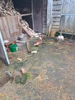 1 legkip te koop., Vrouwelijk, Kip