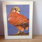 Torenvalk - Groot schilderij - Ingelijst, Antiek en Kunst, Ophalen