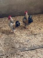 Serama, Dieren en Toebehoren, Pluimvee, Mannelijk, Kip