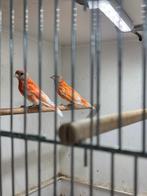 Mooie mutatie kapoetsensijzen, Dieren en Toebehoren, Vogels | Overige Vogels, Mannelijk, Tropenvogel, Geringd