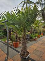 Palm winterhard Trachycarpus Fortunei stam 60cm, nu korting!, Volle zon, Ophalen of Verzenden, 100 tot 250 cm, Zomer