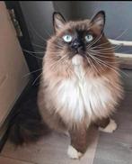 Te koop: Seal mink mitted ragdoll dekkater met stamboom, Dieren en Toebehoren, Katten en Kittens | Raskatten | Langhaar, Kater