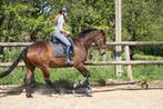 8 jarige allround ruin te koop, Dieren en Toebehoren, Paarden, Met stamboom, Ruin, M, Dressuurpaard
