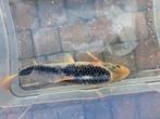 Mooie gezonde koi., Dieren en Toebehoren, Vissen | Vijvervissen, Karper of Koi