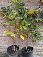 Walnoot boompjes 80 a 100 cm 4 jaar oud, Ophalen, Minder dan 100 cm, Overige soorten, Zomer