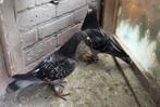 Postduiven, Meerdere dieren, Postduif