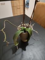 Orchidee in pot, Tuin en Terras, Planten | Tuinplanten, Vaste plant, Bloeit niet, Halfschaduw, Ophalen