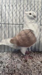 Oud Hollandse Meeuwen Sierduiven, Dieren en Toebehoren, Meerdere dieren, Overige soorten