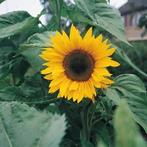 Zonnebloem - 1+1 gratis, Ophalen of Verzenden, Voorjaar, Volle zon, Zaad