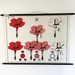 Botanische schoolplaat Nachtschone (mirabilis japala), Antiek en Kunst, Antiek | Schoolplaten, Ophalen of Verzenden, Natuur en Biologie