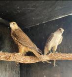 Valken roofvogels, Meerdere dieren, Roofvogel, Geringd