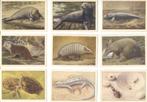 11 nieuwe Verkade plaatjes Album Dierenleven in Artis 1939, Nieuw, Ophalen, Plaatjesalbum