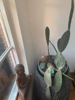 Cactussen 3 stuks, Ophalen, Cactus, Minder dan 100 cm, Volle zon