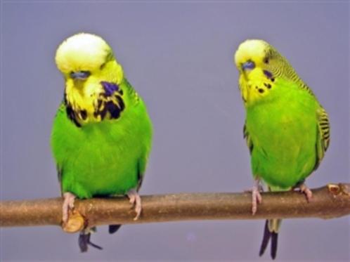 GEZOCHT parkieten, tropische vogels en kanaries, Dieren en Toebehoren, Vogels | Parkieten en Papegaaien, Parkiet, Meerdere dieren