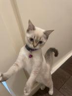 Britse korthaar kittens.  €350, Dieren en Toebehoren, Katten en Kittens | Raskatten | Langhaar, Meerdere dieren, 0 tot 2 jaar