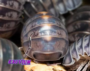 Armadillo officinalis Israel isopods / pissebedden beschikbaar voor biedingen