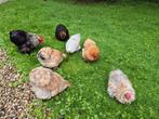 Cochin kriel kippen en haan, Dieren en Toebehoren, Pluimvee, Meerdere dieren, Kip