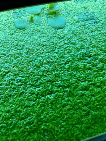 drijvende aquarium plantjes beschikbaar voor biedingen