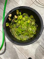 Heel veel amzone kikkerbeet, Ophalen, Nieuw, Plant(en), Steen of Hout