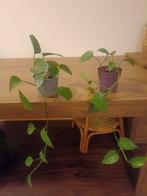 Pothos Plant., Huis en Inrichting, Kamerplanten, Ophalen of Verzenden, Halfschaduw, Minder dan 100 cm