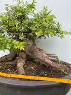 Bonsai Ulmus, knots van een boom, zie je nooit, Ophalen, Overige soorten, Minder dan 100 cm