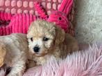 Maltipoo pups teefjes 1500€en reutjes 1250€, Nederland, Overige rassen, 8 tot 15 weken, CDV (hondenziekte)
