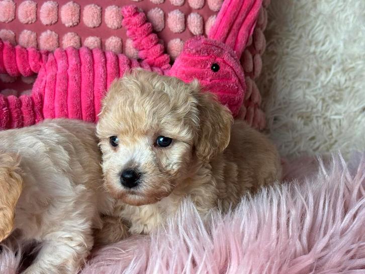 Maltipoo pups teefjes 1500€en reutjes 1250€, Dieren en Toebehoren, Honden | Chihuahua's en Gezelschapshonden, Meerdere dieren