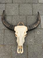 Koe/ buffel schedel echt met hoorns decoratie fossiel, Ophalen of Verzenden, Zo goed als nieuw, Schedel