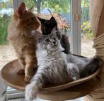 XXL Maine Coon Kittens Beschikbaar €1450 met stamboom, Dieren en Toebehoren, Meerdere dieren, Gechipt