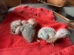 4 baby Pyrrhura’s, Dieren en Toebehoren, Meerdere dieren, Parkiet, Geringd