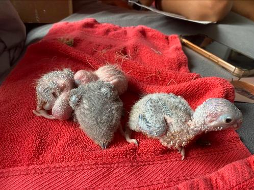 4 baby Pyrrhura’s, Dieren en Toebehoren, Vogels | Parkieten en Papegaaien, Parkiet, Meerdere dieren, Geringd