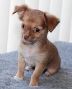 chihuahua pups, Dieren en Toebehoren, Nederland, 8 tot 15 weken, Meerdere, Meerdere dieren