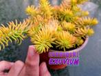Petrosedum rupestre Angelina geworteld stekje, Huis en Inrichting, Kamerplanten, Vetplant, Ophalen of Verzenden, In pot, Minder dan 100 cm