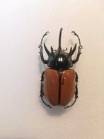 Eupatorus gracilicornis, Ophalen of Verzenden, Nieuw, Insect, Opgezet dier