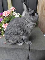 Prachtige kleurdwergen chinchilla's, Dieren en Toebehoren, Konijnen, Mannelijk, Dwerg