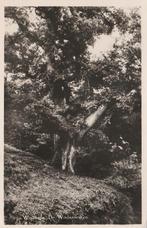 WOLFHEZE Wodanseiken 1953, Verzenden, 1940 tot 1960, Gelopen, Gelderland