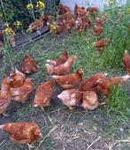 Leg Hennen Te Koop, Dieren en Toebehoren, Pluimvee, Vrouwelijk, Kip