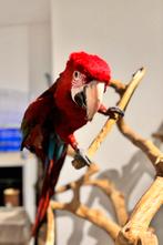 Tamme Groenvleugel Ara Pop 2024, Vrouwelijk, Papegaai, Pratend