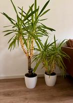 Set van 2 palmplanten, Ophalen, 100 tot 150 cm, Palm, Halfschaduw