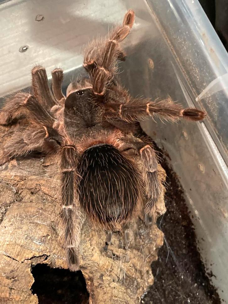 0.1 adult vrouw Lasiodora  parahybana 17 cm, Dieren en Toebehoren, Insecten en Spinnen, Spin of Schorpioen