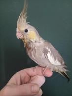Tamme baby Valkparkiet, Geslacht onbekend, Parkiet, Tam