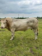Blonde stamboek stier., Dieren en Toebehoren, Meerdere dieren