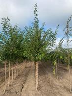 Morus alba witte moerbei 3m hoog, Tuin en Terras, Planten | Bomen, Ophalen