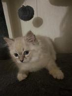 Kittens ragdoll, Dieren en Toebehoren, Katten en Kittens | Raskatten | Langhaar, Meerdere dieren, Ontwormd, 0 tot 2 jaar