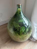 Terrarium / ecosysteem, Huis en Inrichting, Kamerplanten, Ophalen